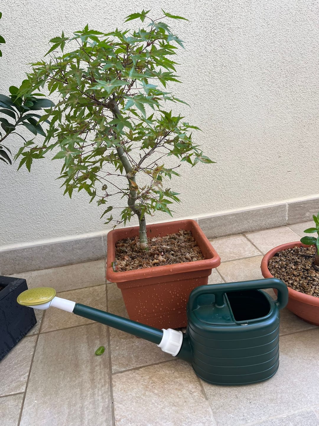 Customer photo review of ANNAFFIATOIO PROFESSIONALE PIOGGIA FINE BONSAI CB 2L