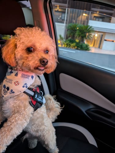 Customer photo review of FunFunPet 高機能ハーネス（お名前タグ作成サービス付き）