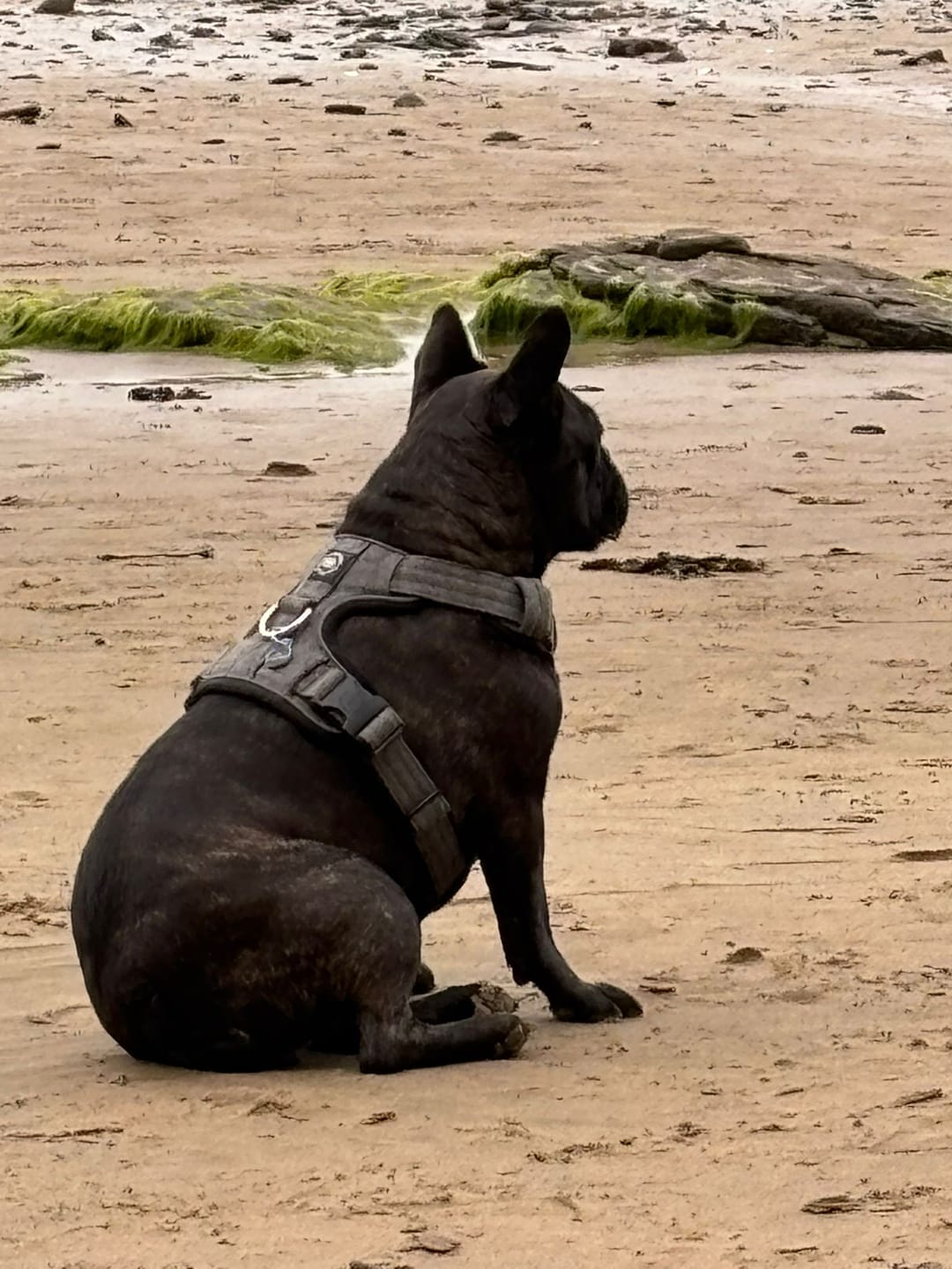 Customer photo review of Premium Comfort Herringbone Harness | Non Restrictive - Stone Grey
