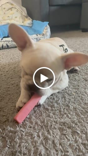 Customer video review of 4-Stick Yak Chew Pack – Mint, Banana, Strawberry & Pumpkin