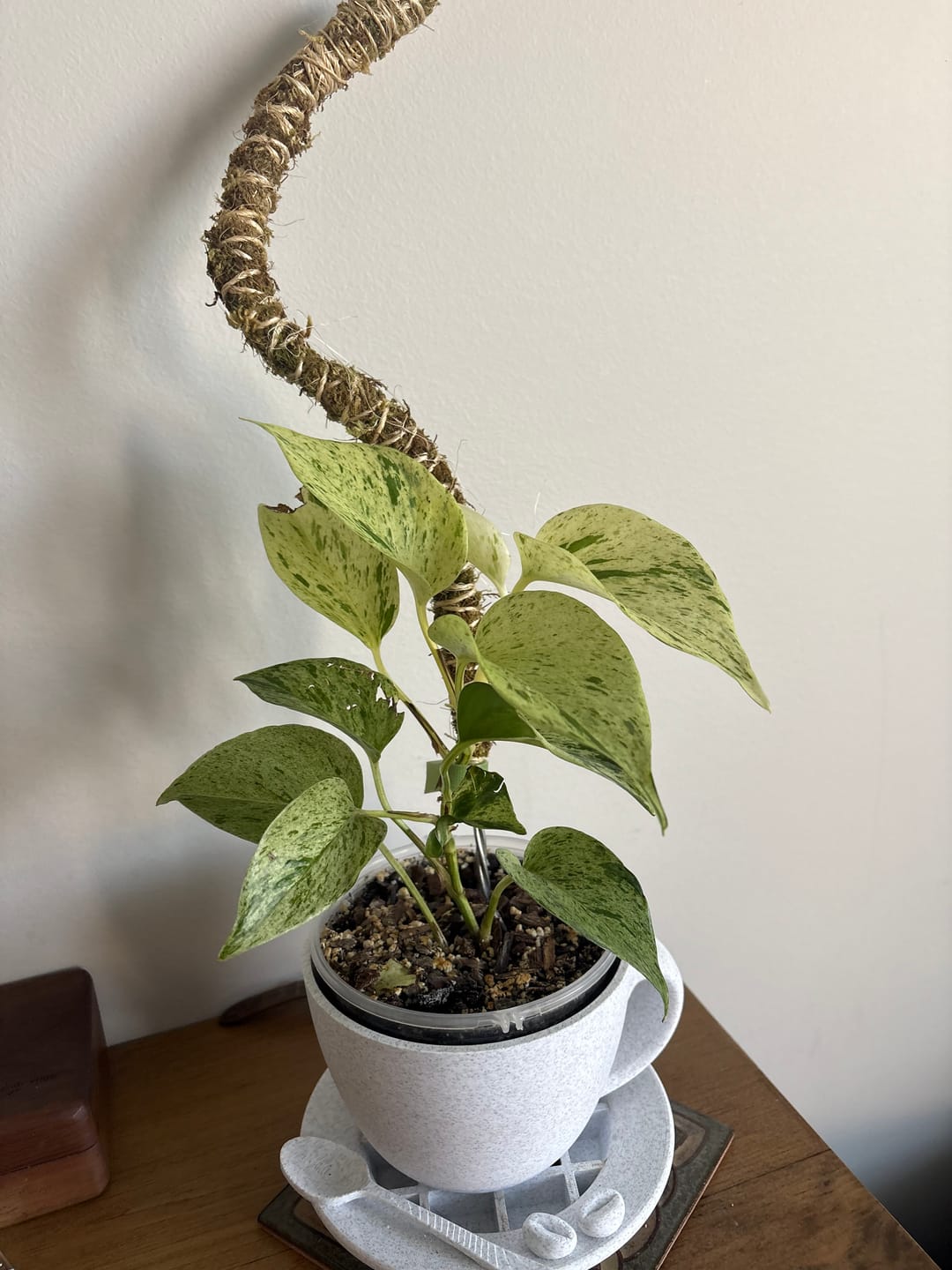 Customer photo review of The Bendable Moss Pole™ 𝘛𝘏𝘐𝘕