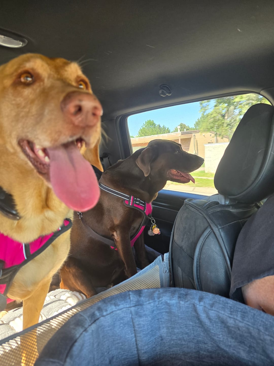 Customer photo review of Adjustable Backseat Dual Cooling Fans
