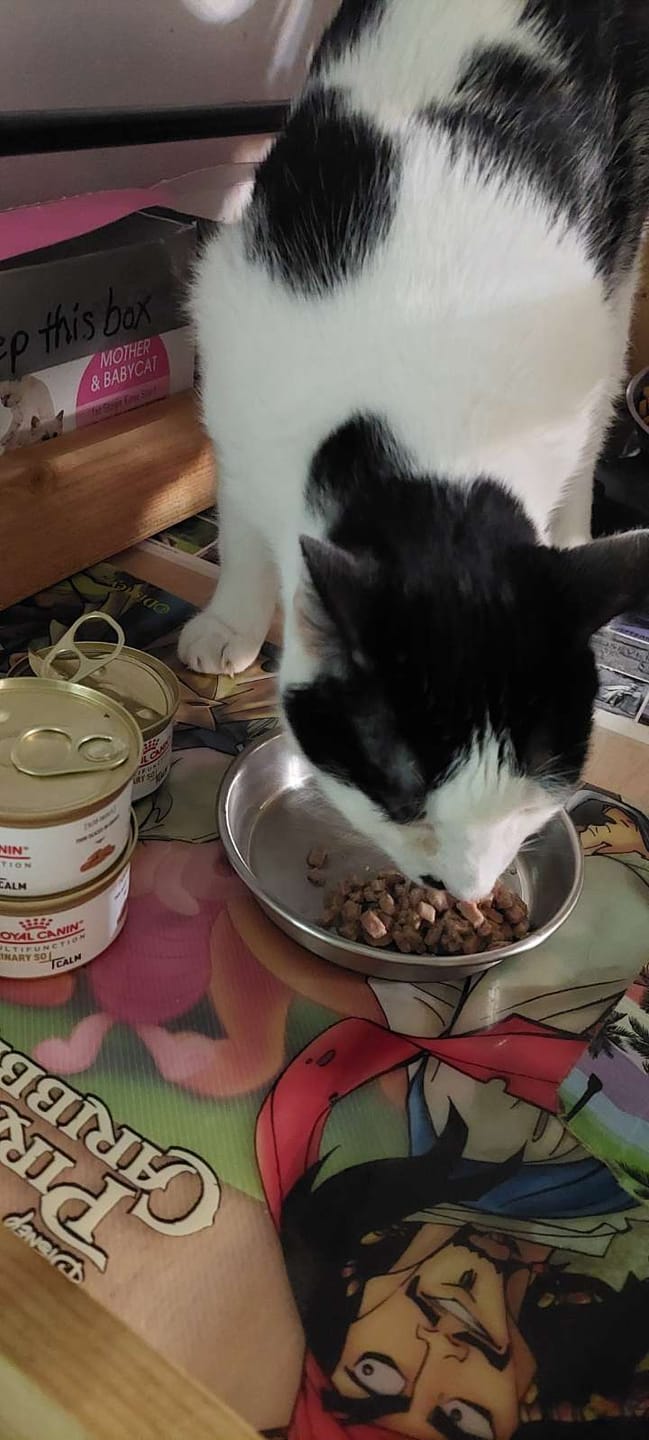 Customer photo review of Royal Canin Veterinary Diet - Feline Urinary SO + Calm Canned Cat Food 3 oz.