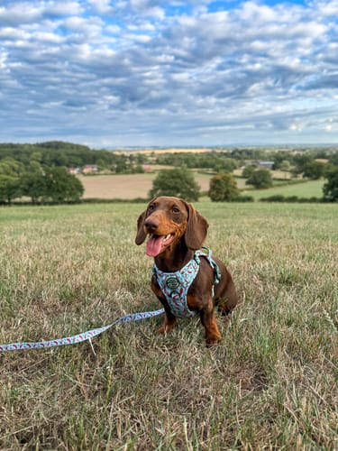 Customer photo review of Tough Trails™ Harness - Stay Spicy