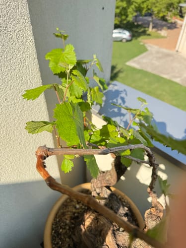 Customer photo review of PROTOCOLLO NUCLEARE CB®