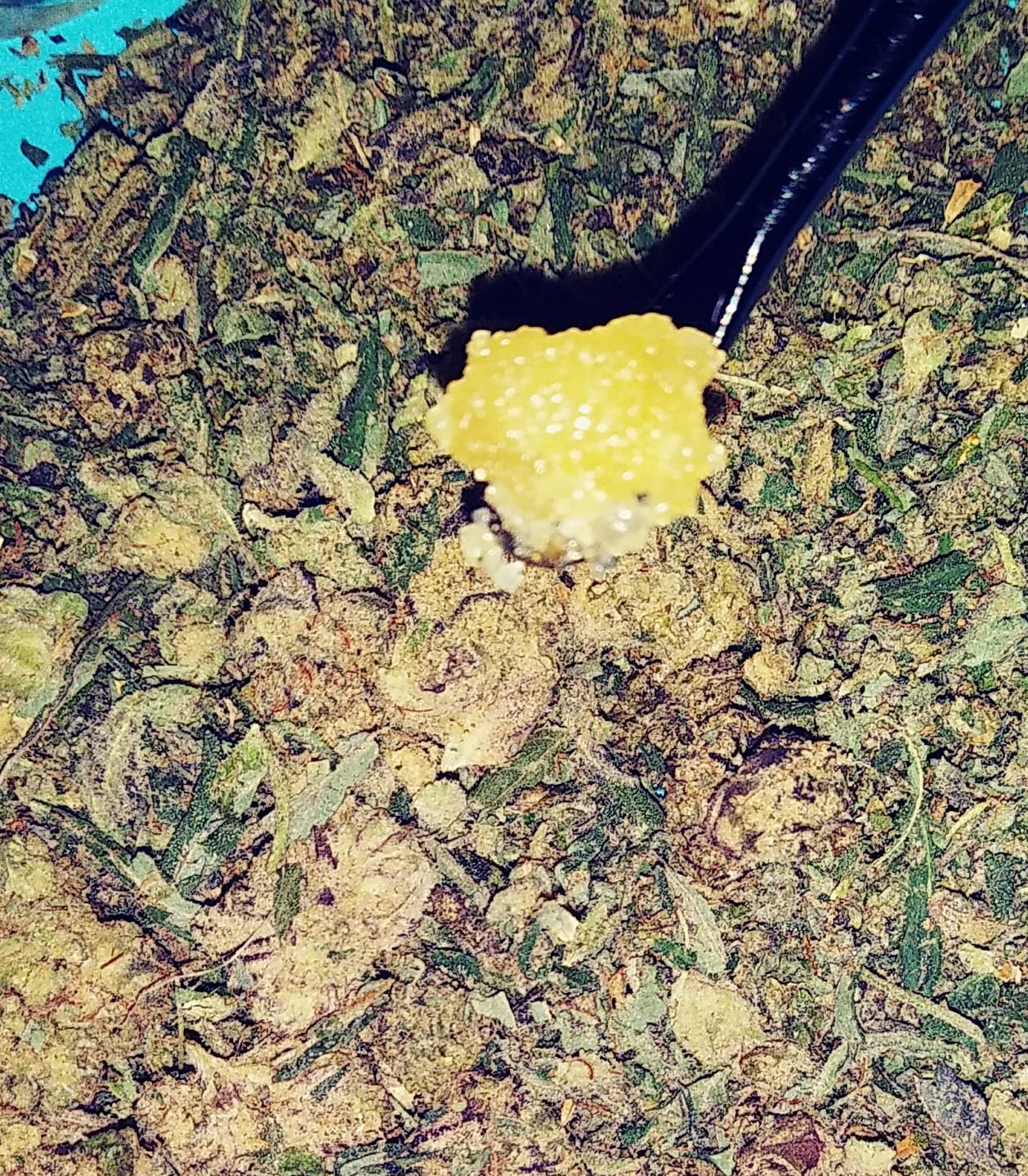 Customer photo review of THCa Sugar Diamonds