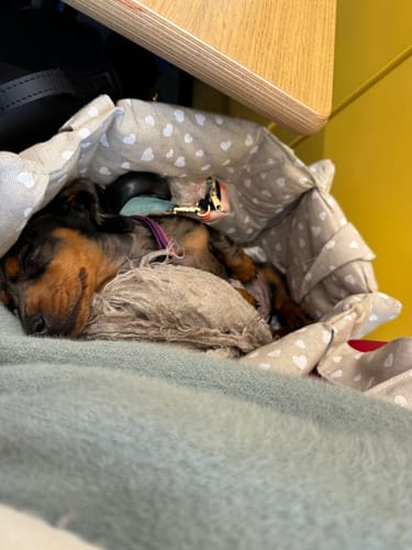 Customer photo review of Borsa Cotone Panama Little Love Heart Red