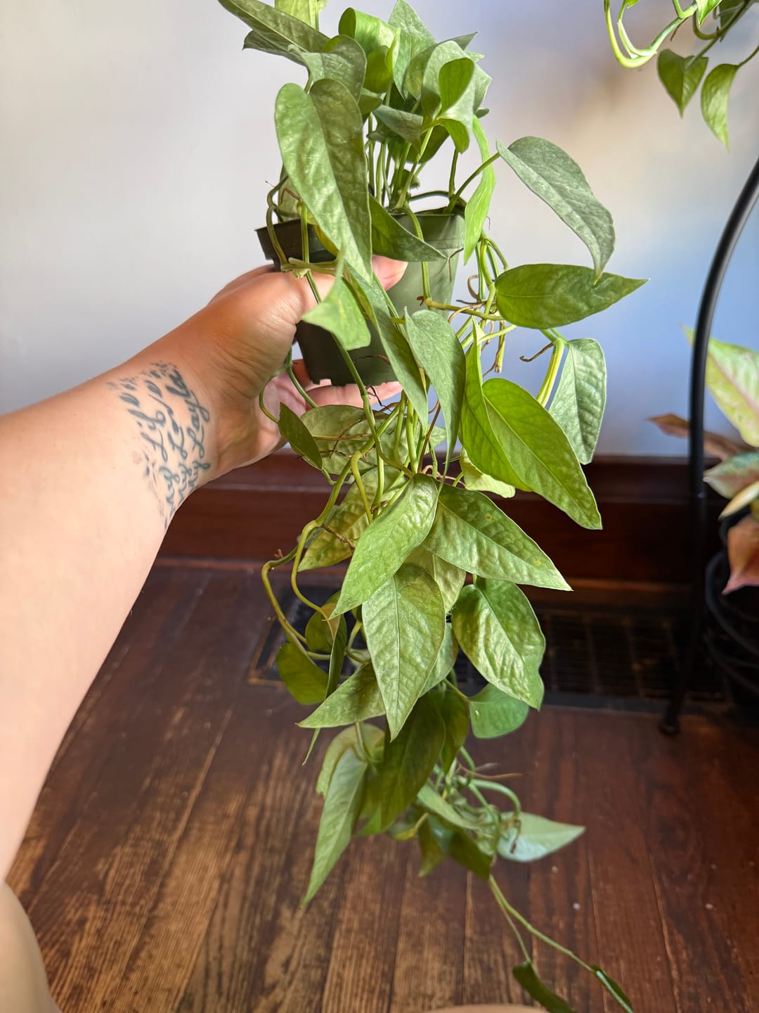 Customer photo review of Pothos Epipremnum pinnatum 'Cebu Blue'