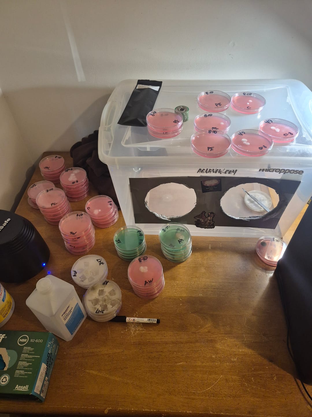 Customer photo review of Premium Sterilized Malt Extract Agar Plates - 10 Pack