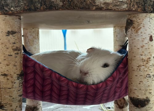 Customer photo review of Hängemattengestell mit Matte