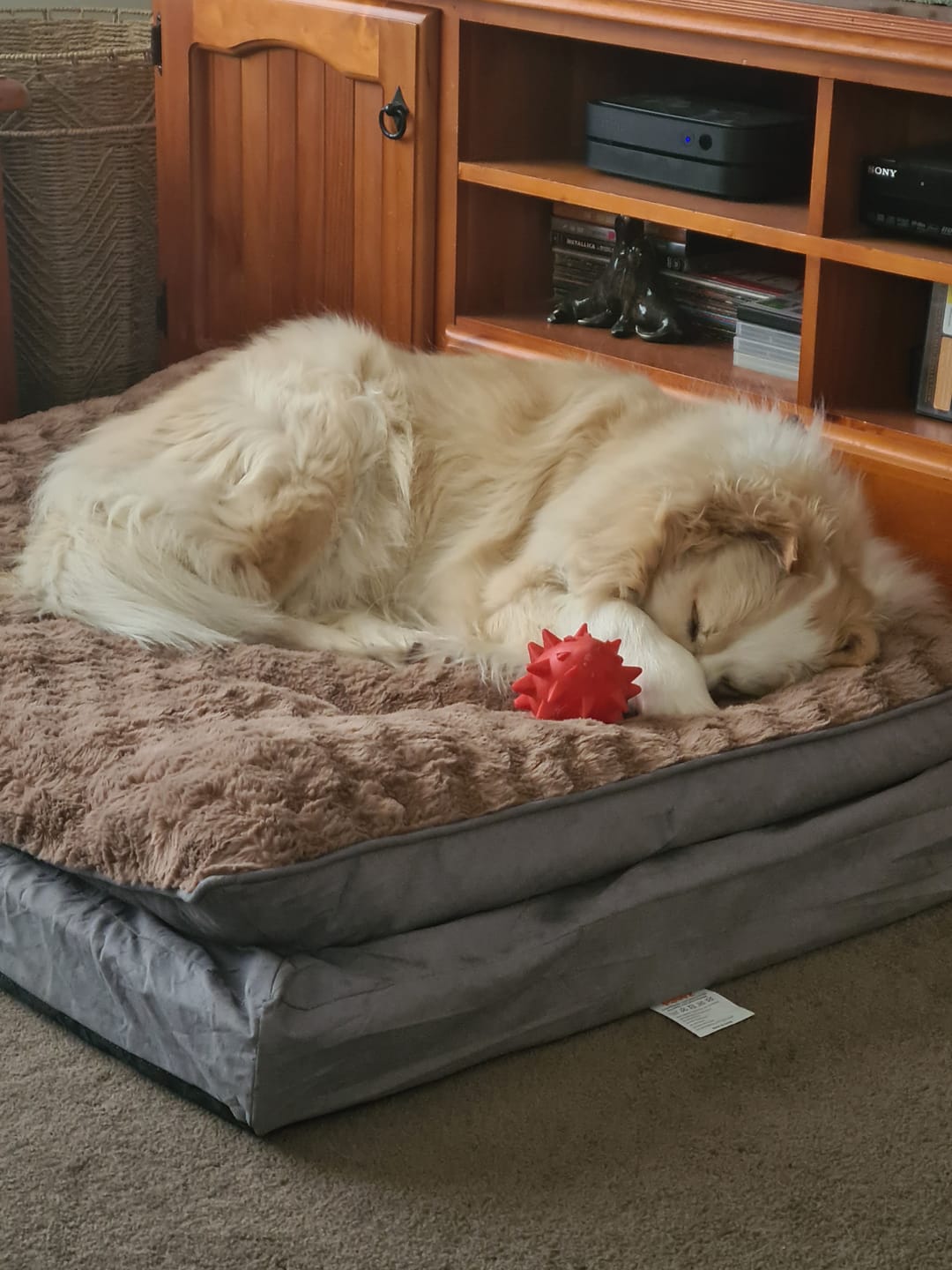 Customer photo review of Pawz Dog Memory Foam Mattress