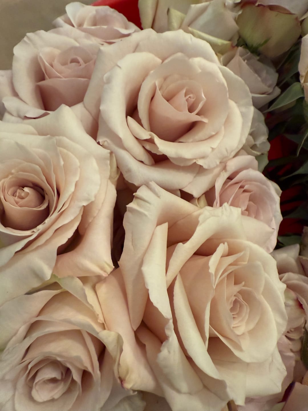 Customer photo review of Quicksand Roses