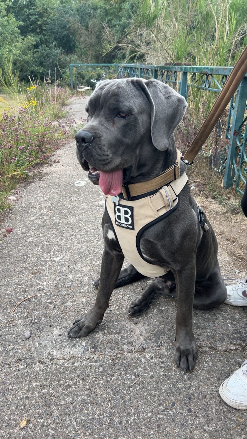 Customer photo review of Comfort Premium Harness | Non Restrictive - Tan