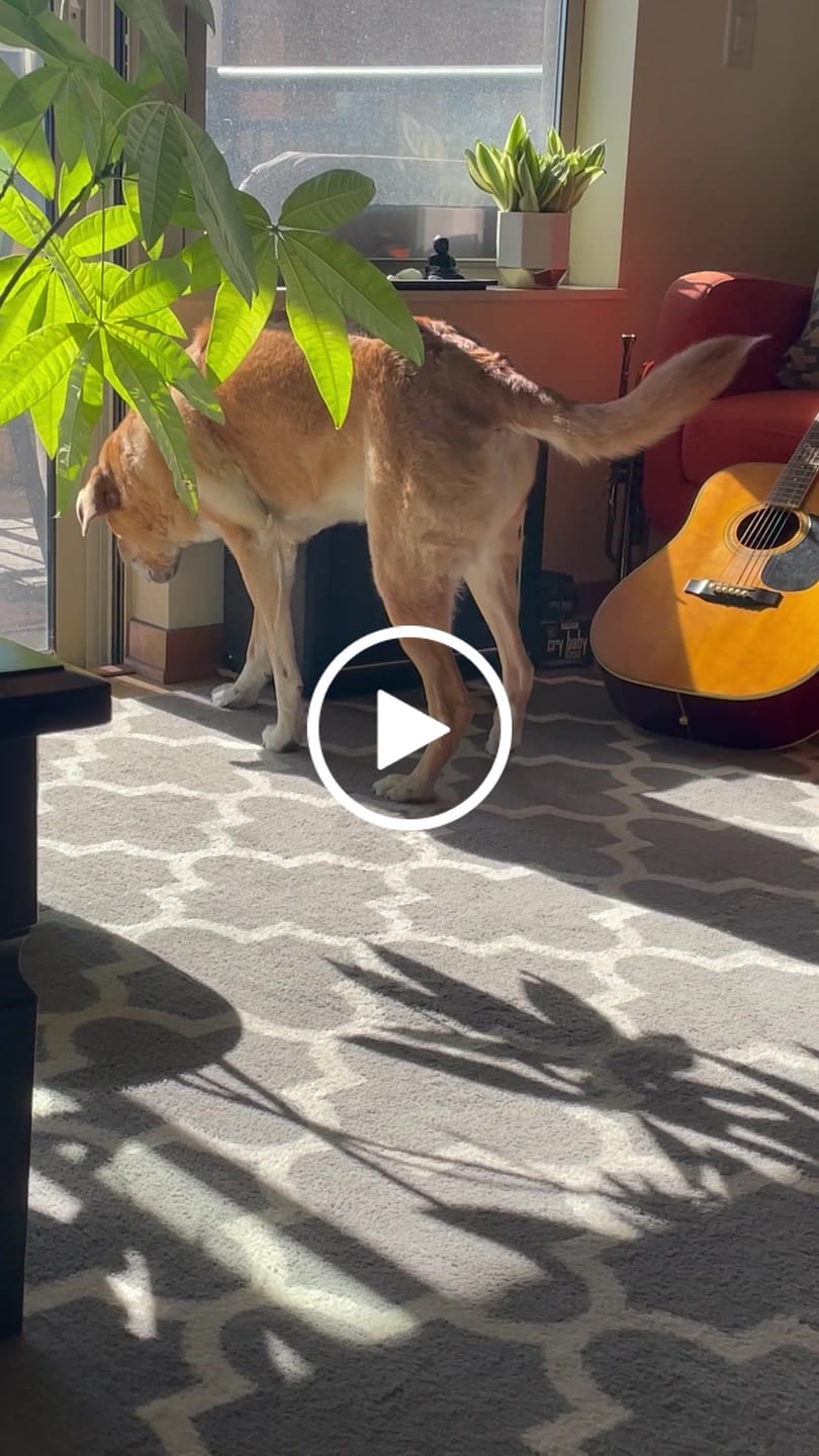 Customer video review of Pumpkin Chicken