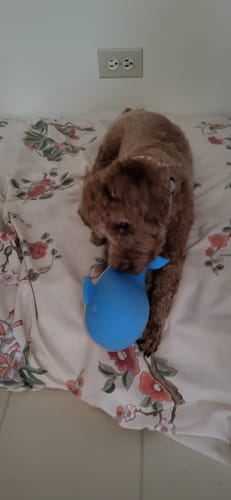 Customer photo review of Gnaw Guard Foam Toys