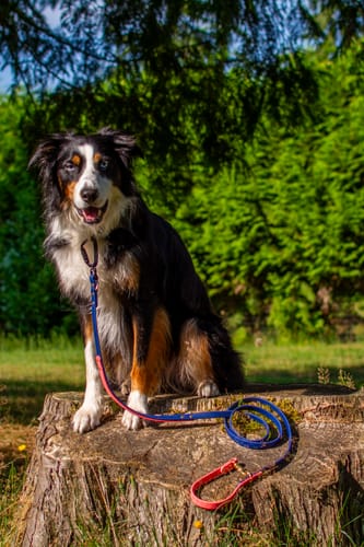 Customer photo review of Biothane Traffic Handle Dog Leash