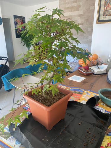 Customer photo review of SUPREMACY CB® (substrato premium ad alte prestazioni)