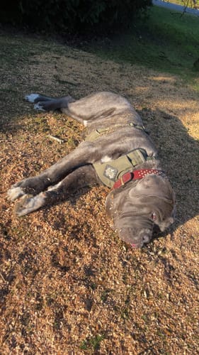 Customer photo review of Dog Harness - Active X Green