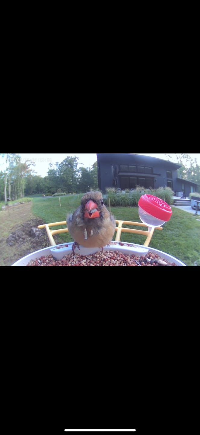 Customer photo review of Birdfy Feeder with Solar Panel - Solar Powered Bird Feeder Camera