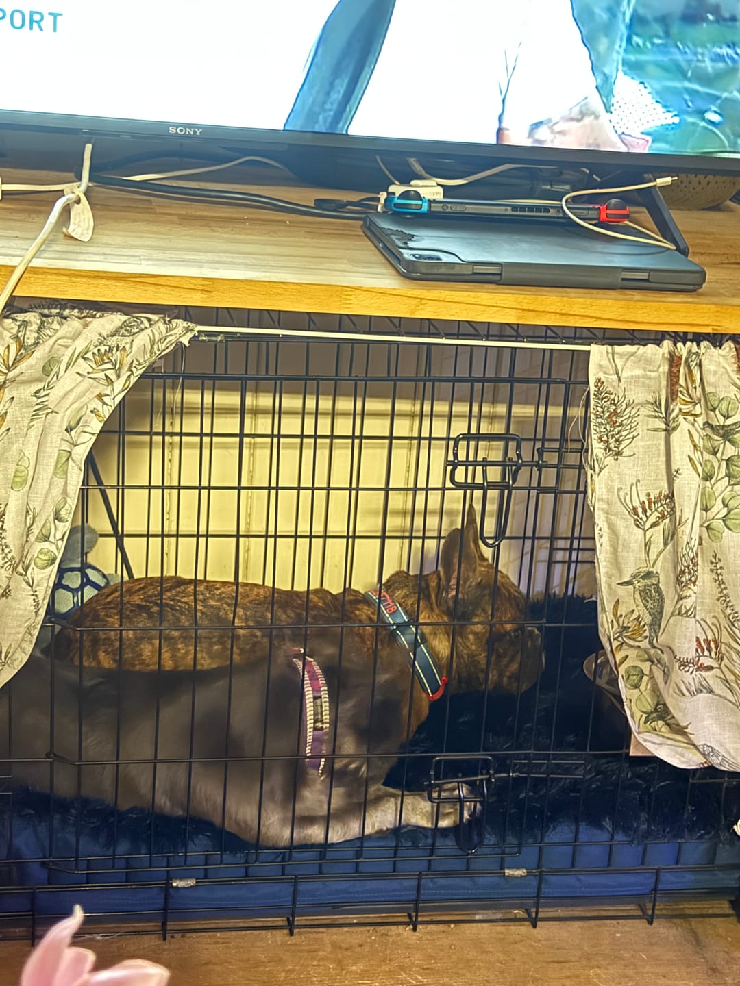 Customer photo review of Calming Cover for Kangaroo Crate Mat