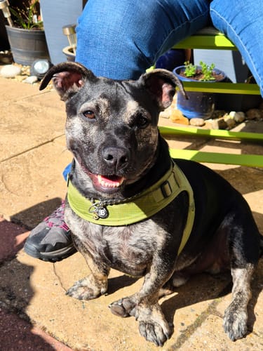 Hannah S. review of Training Anti Pull TRI-Harness® | M-XL Breeds - Tan image 1 out of 2