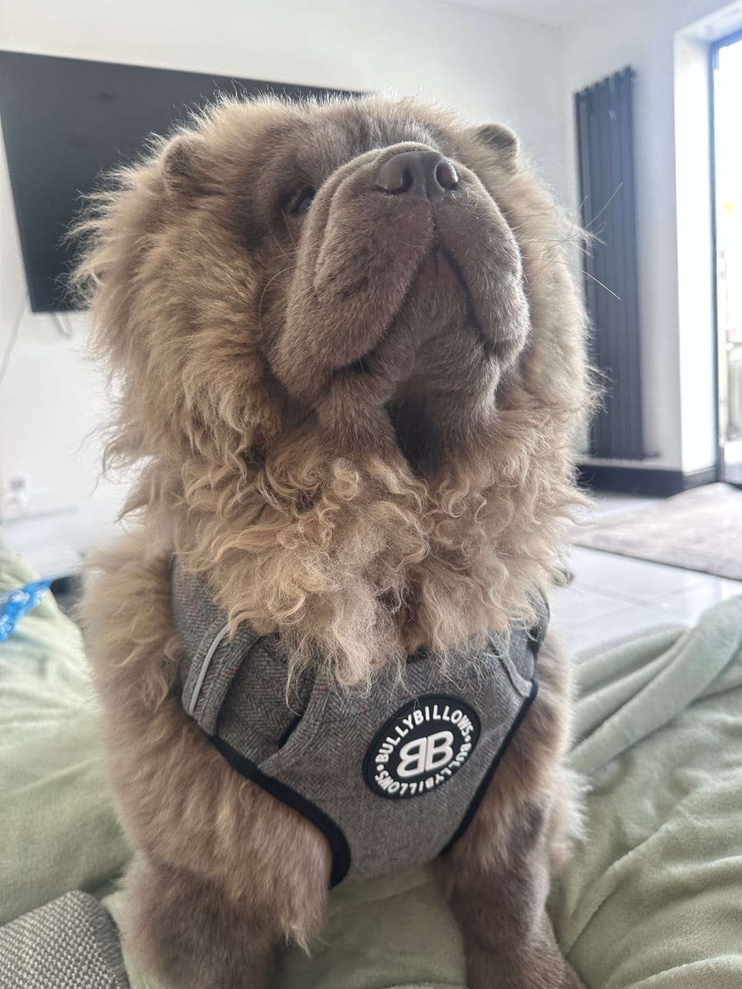 Customer photo review of Premium Comfort Herringbone Harness | Non Restrictive - Stone Grey