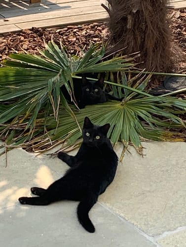 Avis photo d'un client sur Croquettes Chaton Sans Céréales - Poulet & Huile de Saumon