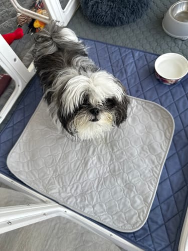 Customer photo review of Potty Buddy™ Pad