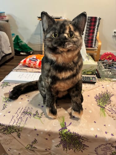 Custom Petslify plush reviewed by Luna M., handmade replica of their pet