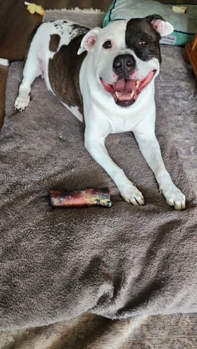 Customer photo review of Smoked Beef Marrow Bone