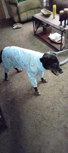 Customer photo review of Dog Pajama - Breakfast Blue