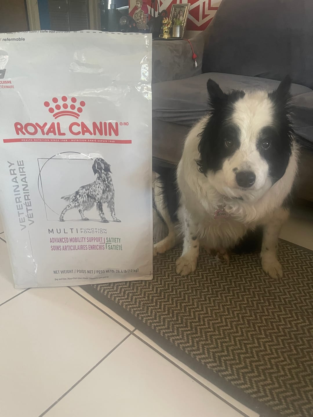 Customer photo review of Advanced Mobility Support + Satiety by Royal Canin