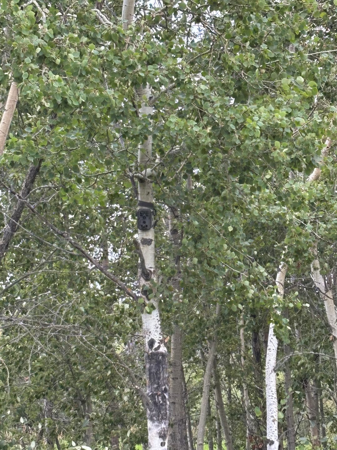 Customer photo review of GardePro Trail Camera E5S 4-Pack
