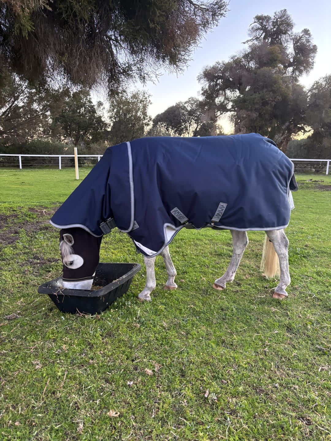 Customer photo review of Amigo 1200D Plus Pony Turnout 250g