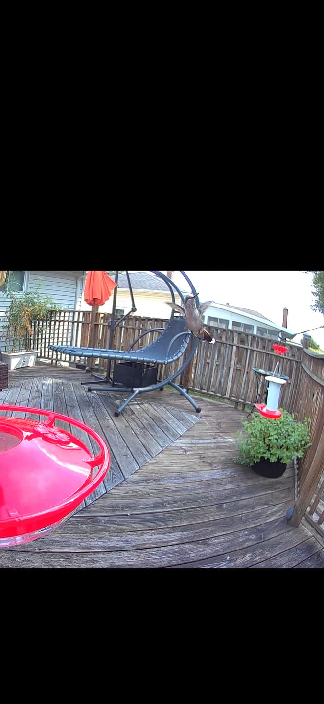 Customer photo review of Birdfy Cam - Versatile Standalone Backyard Birdwatching Camera