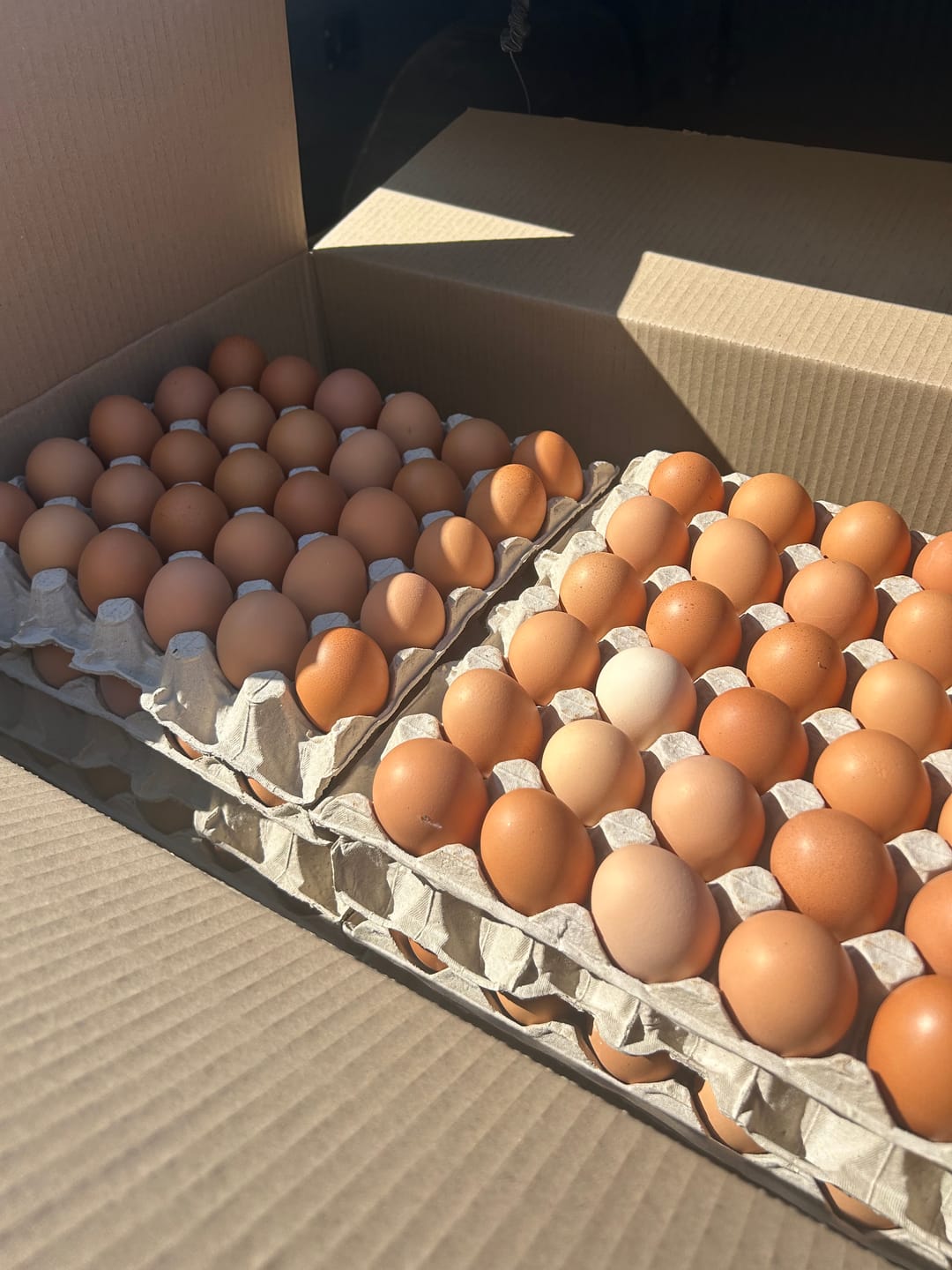 Customer photo review of Avi Plus Layer & Breeder (Supplement For Poultry, Ostriches, Emus & Pigeons)
