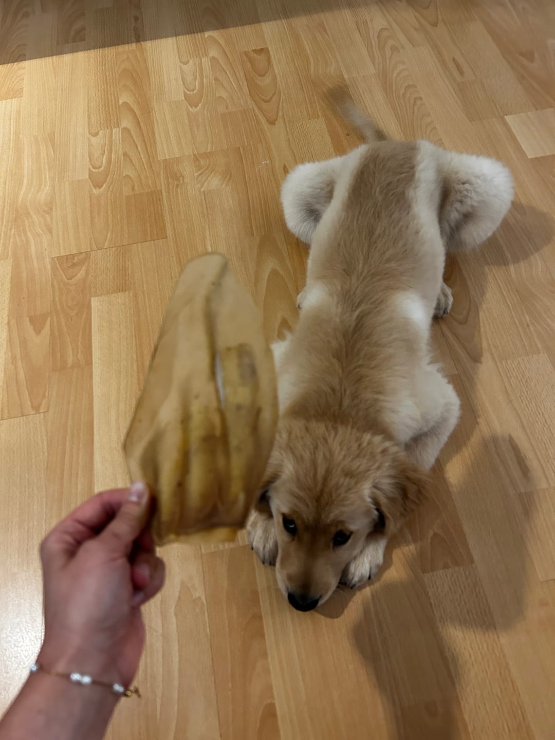 Customer photo review of Vrac Nature's Own - Oreille de Boeuf pour chien