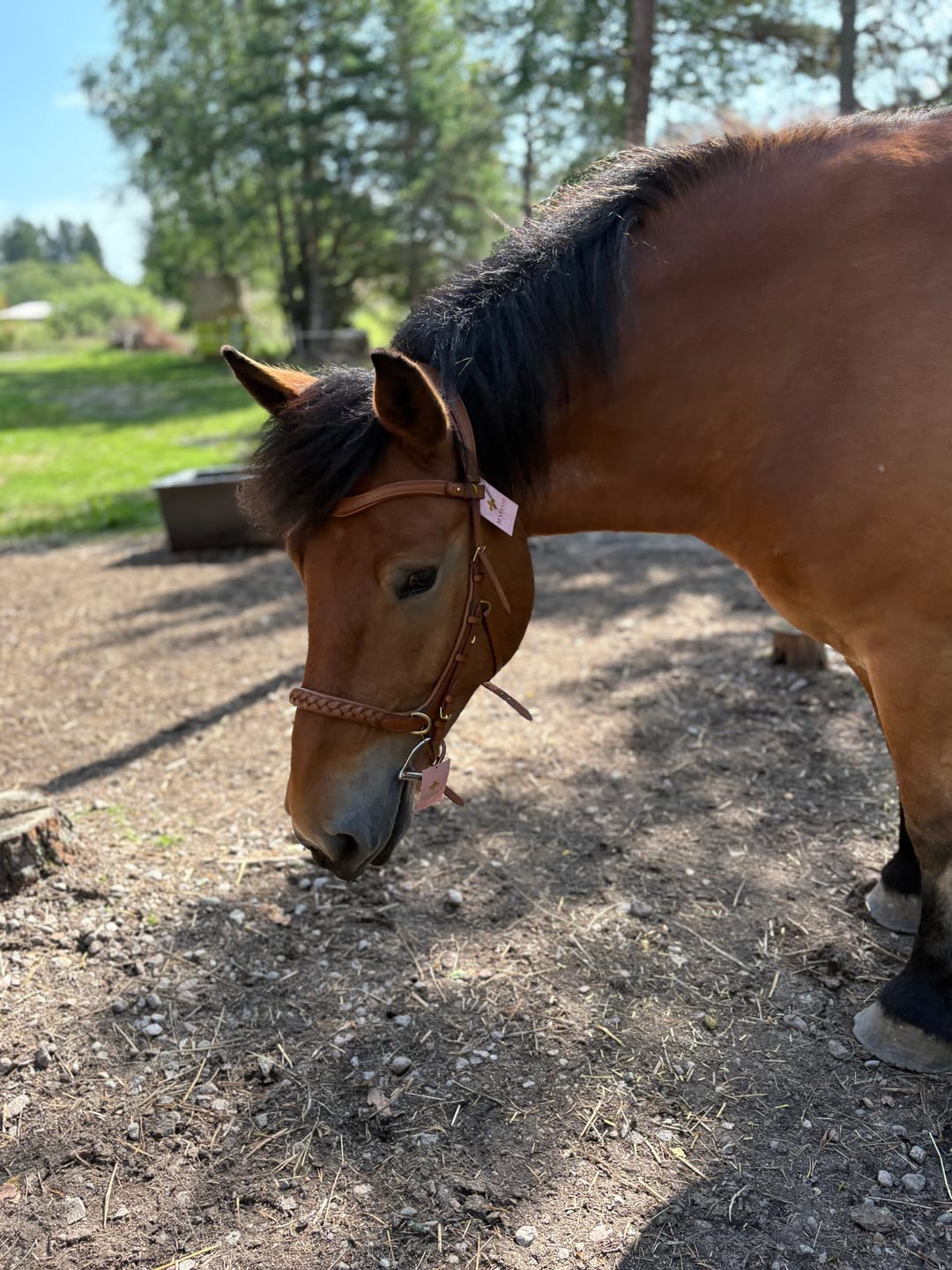 Customer photo review of Odessa bonita Multi Bridle with padded noseband - MASEGO bit to bitless system