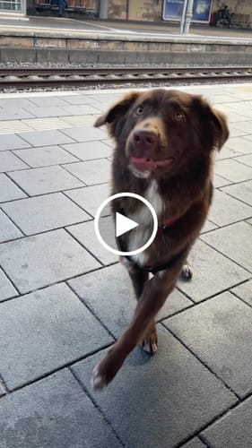 Customer video review of 4cm Combat® Collar | Rated Clip - NO HANDLE - Burgundy