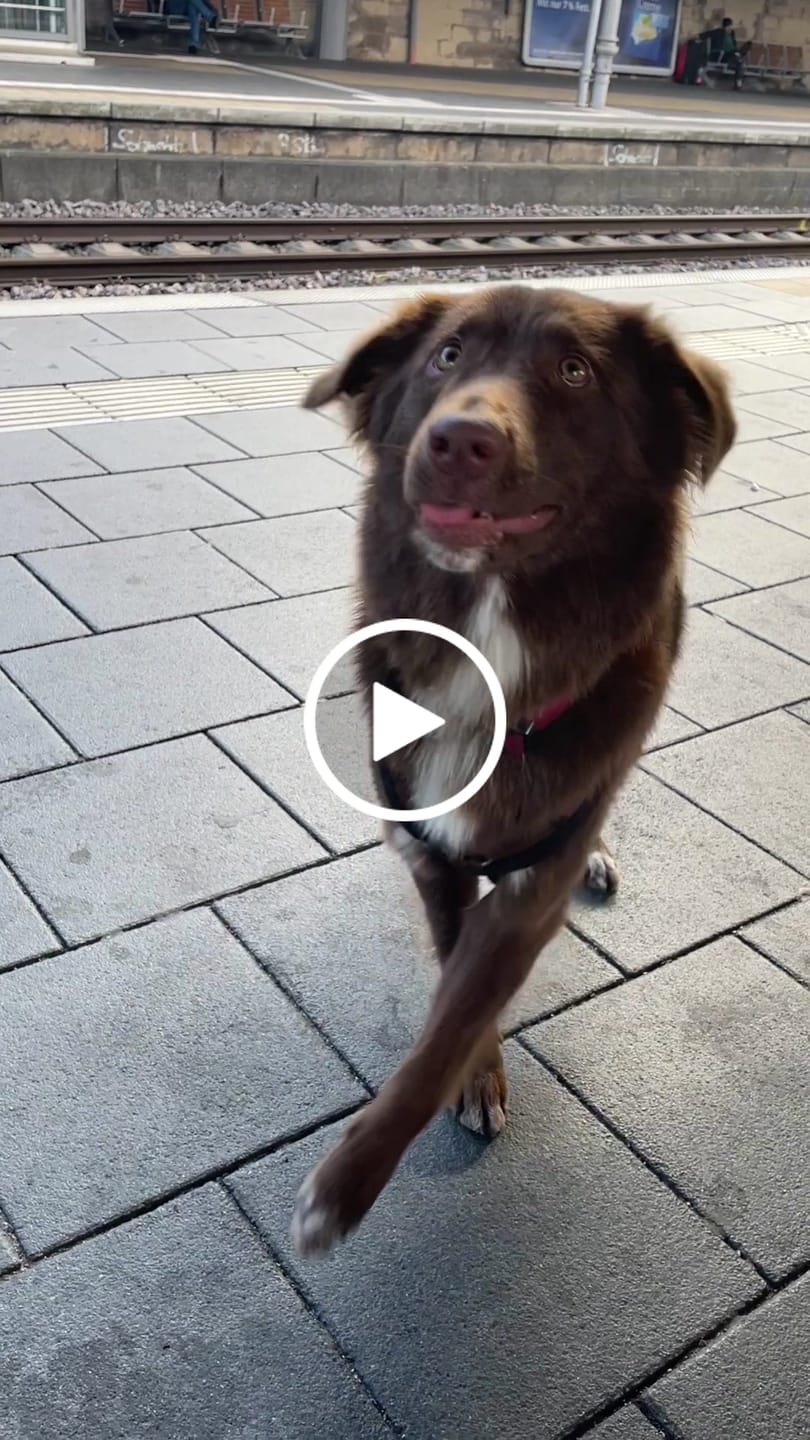 Customer video review of 4cm Combat® Collar | Rated Clip - NO HANDLE - Burgundy