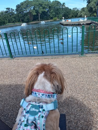 Customer photo review of Disney© Collar - Stitch's Slumber Party