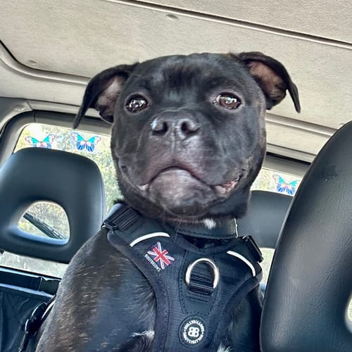 Chrissie C. review of Anti Pull Hurricane Harness - With Handle - Black image 1 out of 1