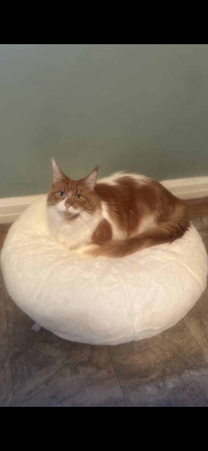 Customer photo review of Sourdough Pudding Bed