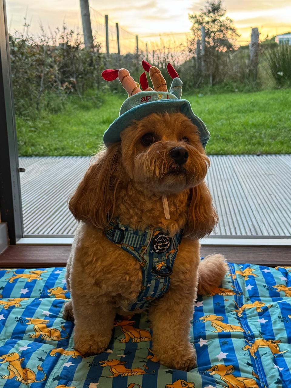 Customer photo review of Disney© Tough Trails™ Harness - Simba