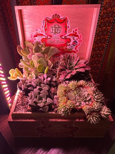 Customer photo review of Assorted Sempervivum