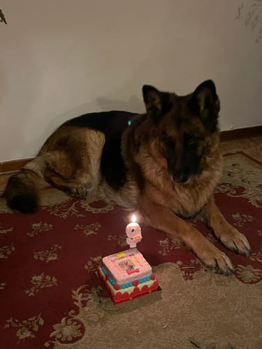 Customer photo review of Incanto per Lei Personalizzabile CON FOTO, Torta Per Cani Superiore
