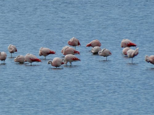 Customer photo review of GARD PRO ULTRA 2+