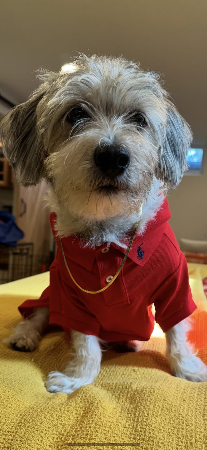 Customer photo review of Polo Ralph Lauren Cotton-Mesh Dog Polo Shirt