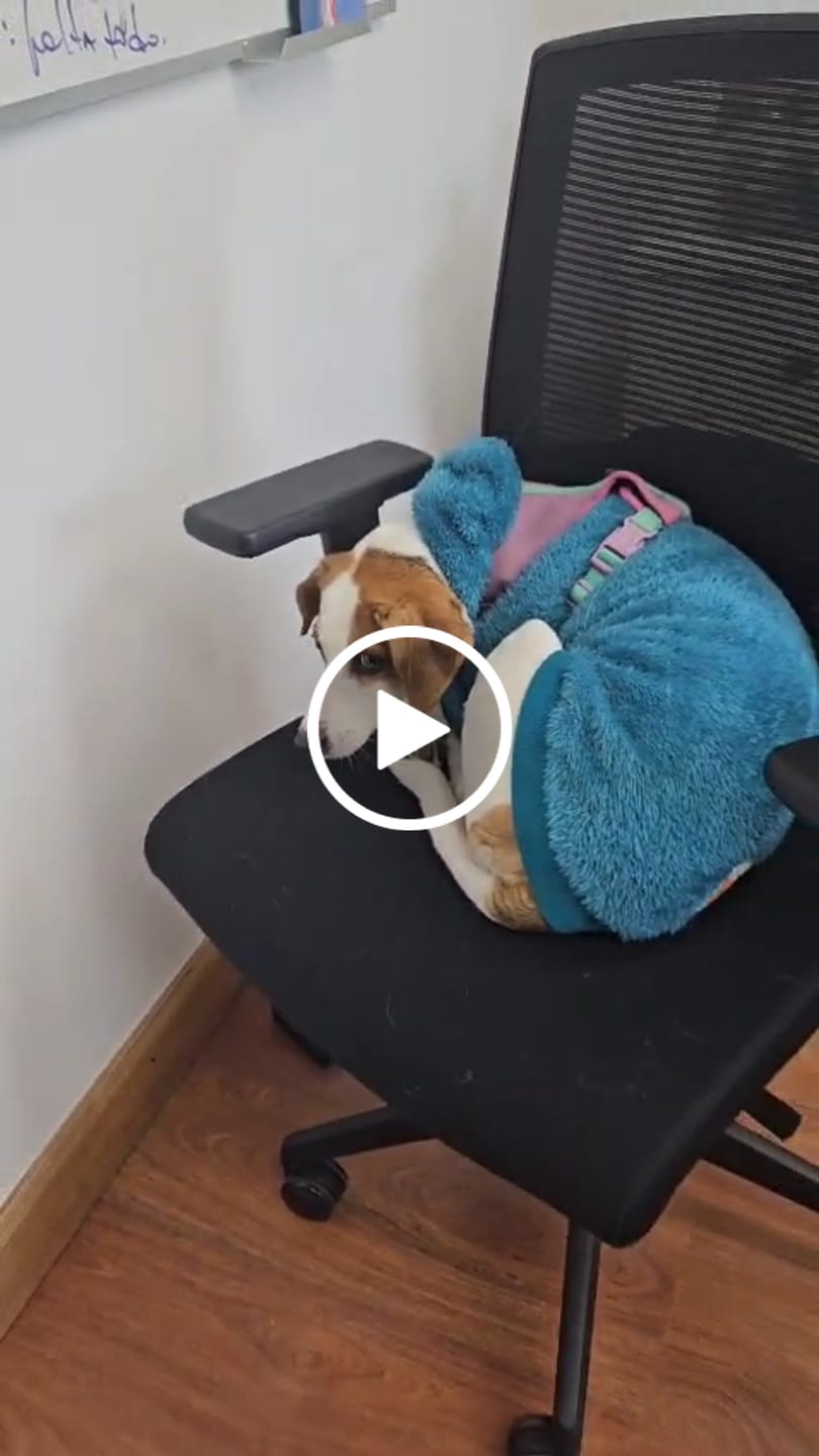 Customer video review of Silla Escritorio Taylor