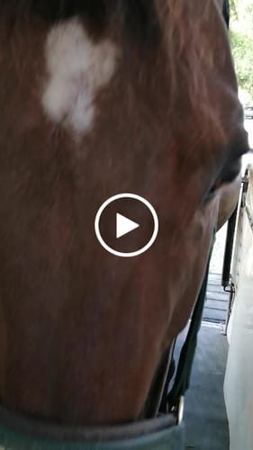 Customer video review of Strotonin Horse Support